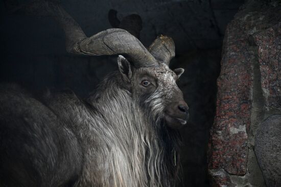 Russia Zoo