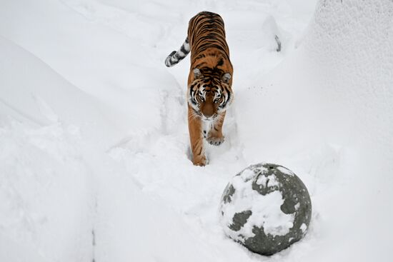Russia Zoo
