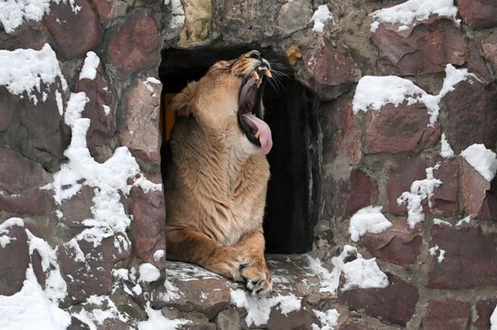 Russia Zoo