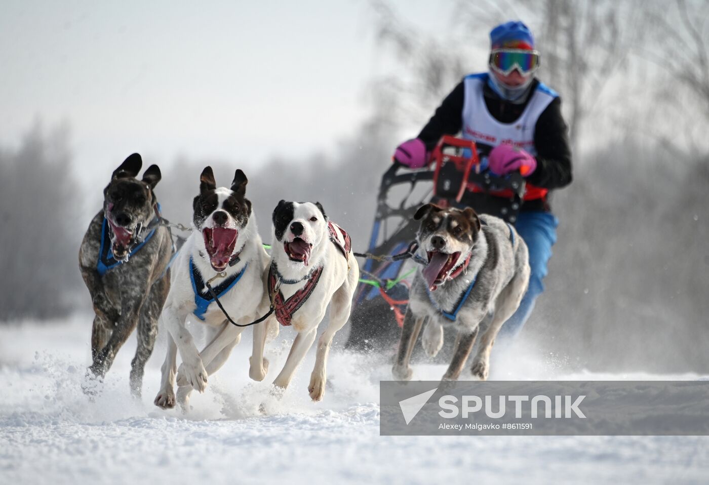Russia Sled Dog Racing Tournament