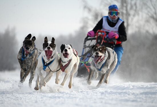 Russia Sled Dog Racing Tournament