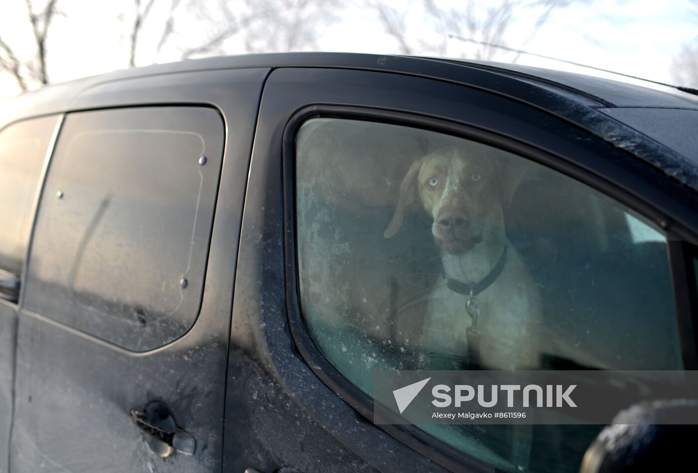 Russia Sled Dog Racing Tournament