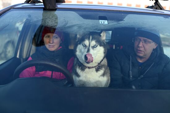 Russia Sled Dog Racing Tournament