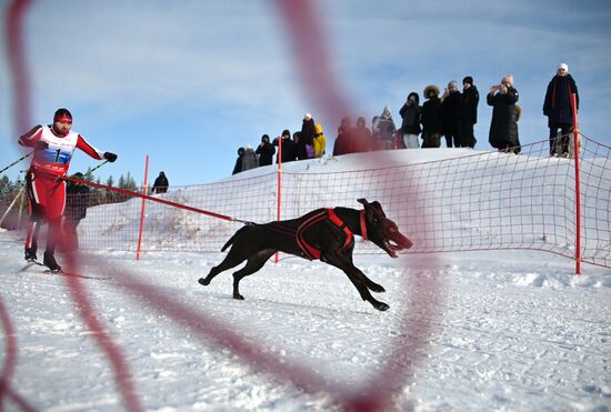 Russia Sled Dog Racing Tournament