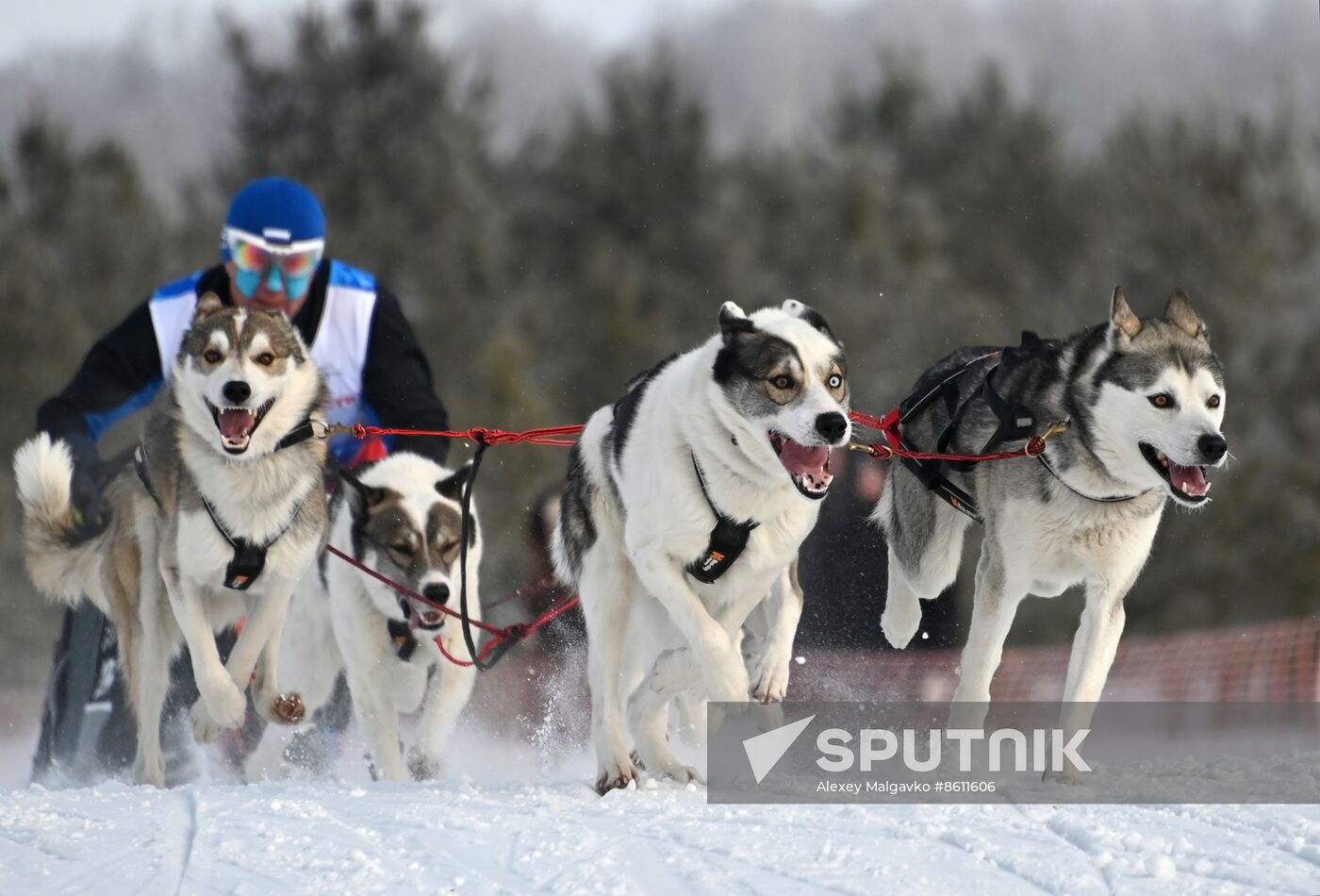 Russia Sled Dog Racing Tournament