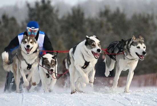 Russia Sled Dog Racing Tournament