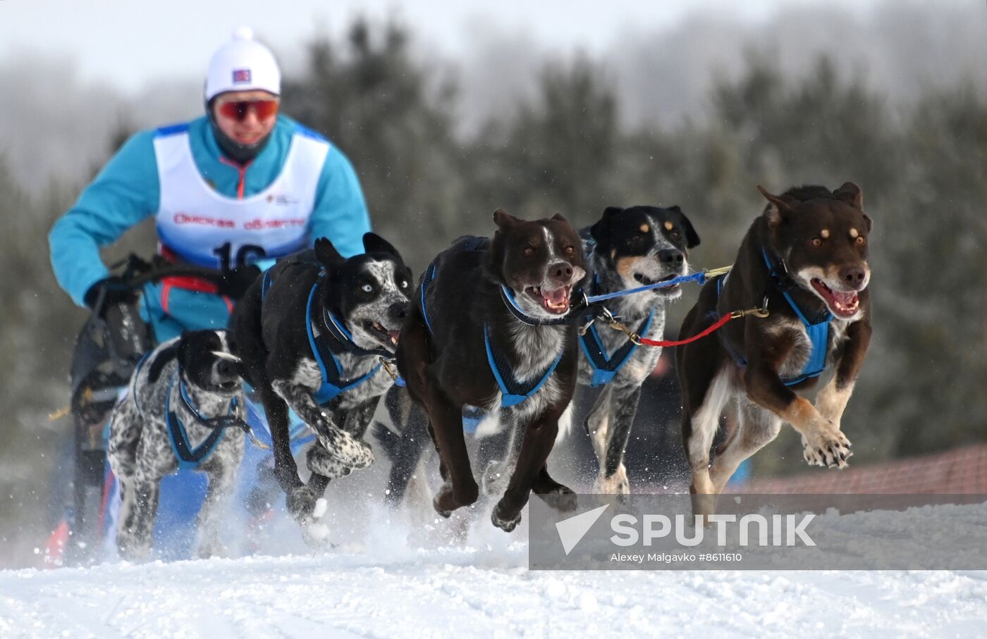 Russia Sled Dog Racing Tournament