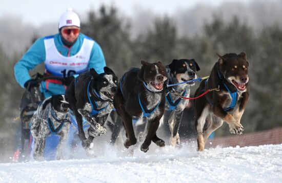 Russia Sled Dog Racing Tournament