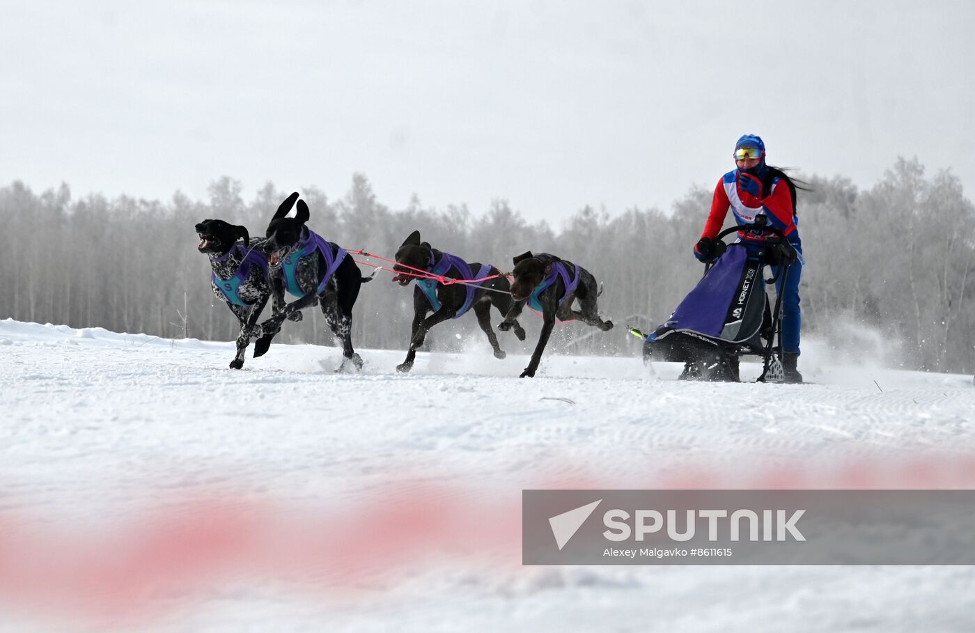 Russia Sled Dog Racing Tournament