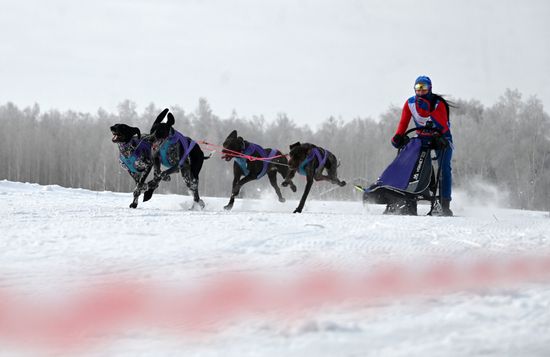 Russia Sled Dog Racing Tournament