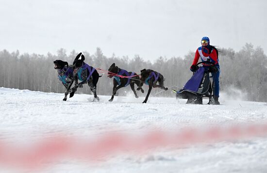 Russia Sled Dog Racing Tournament