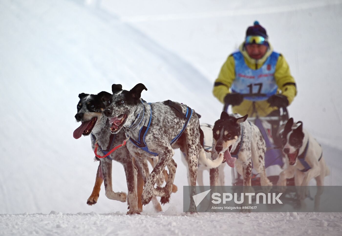 Russia Sled Dog Racing Tournament