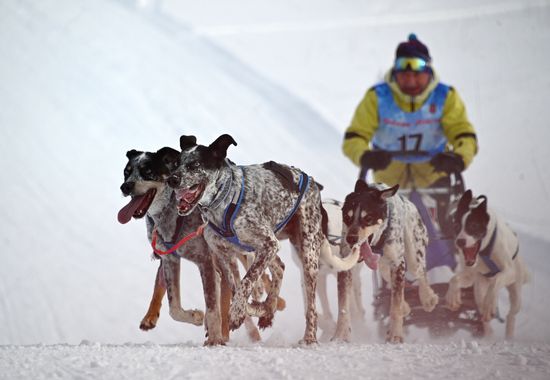 Russia Sled Dog Racing Tournament