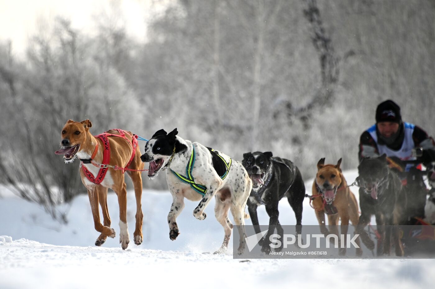 Russia Sled Dog Racing Tournament