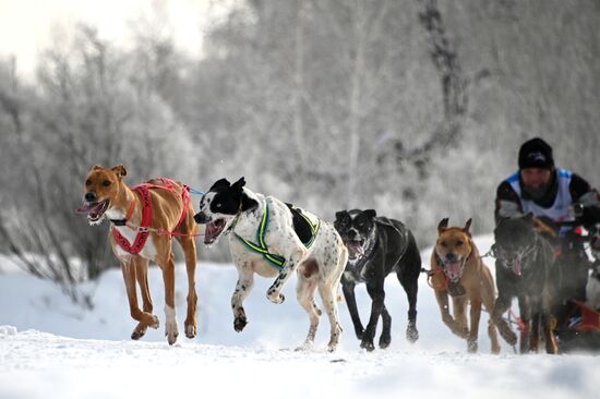 Russia Sled Dog Racing Tournament