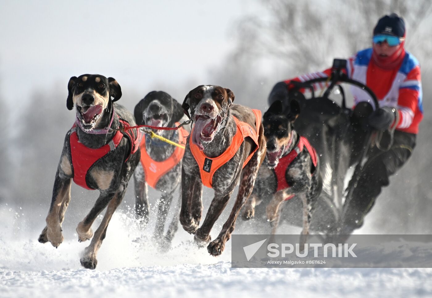 Russia Sled Dog Racing Tournament