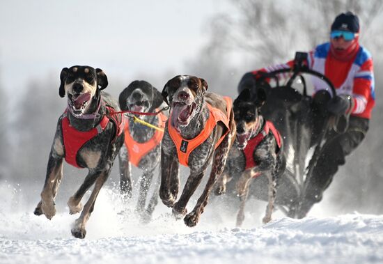 Russia Sled Dog Racing Tournament