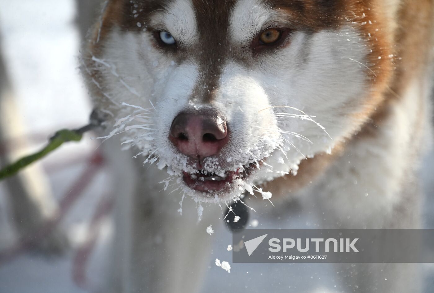 Russia Sled Dog Racing Tournament