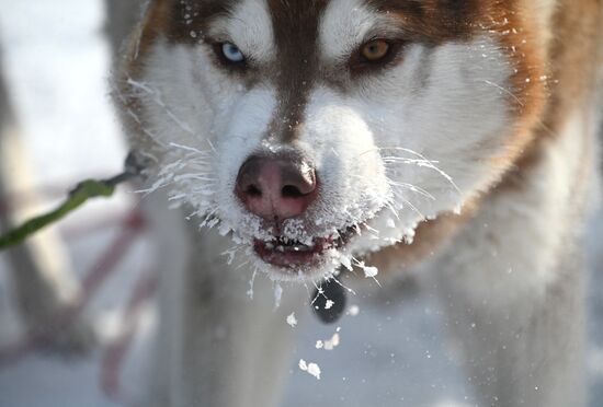 Russia Sled Dog Racing Tournament