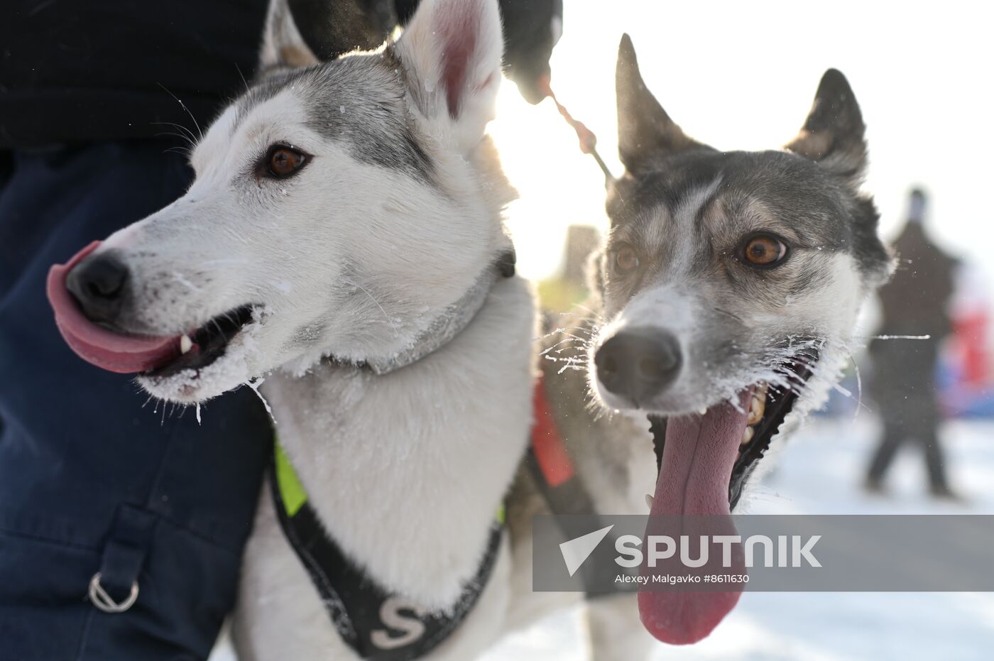 Russia Sled Dog Racing Tournament