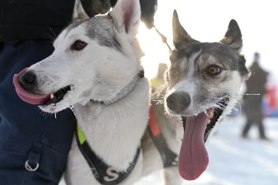 Russia Sled Dog Racing Tournament