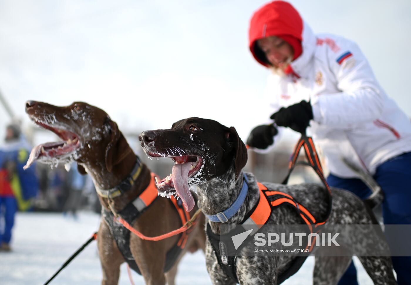 Russia Sled Dog Racing Tournament