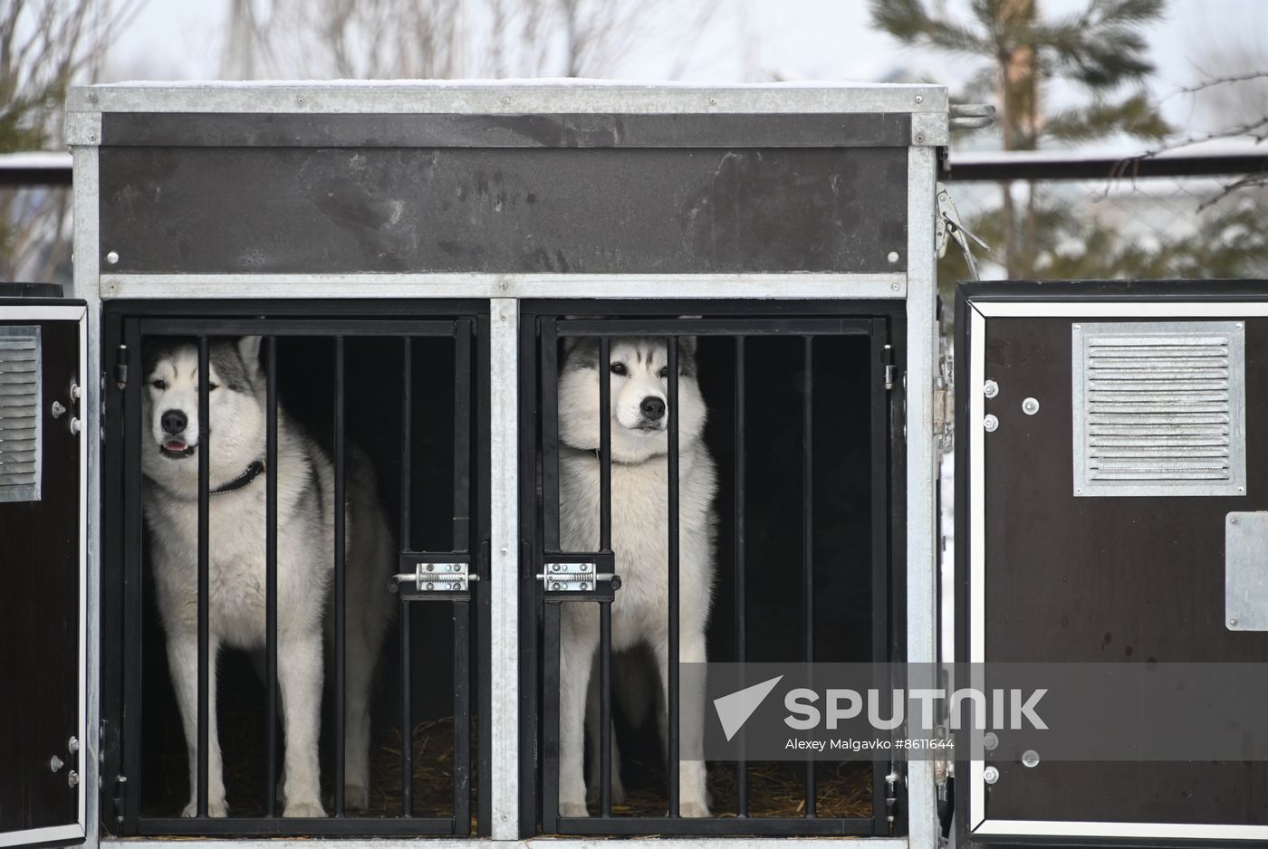Russia Sled Dog Racing Tournament