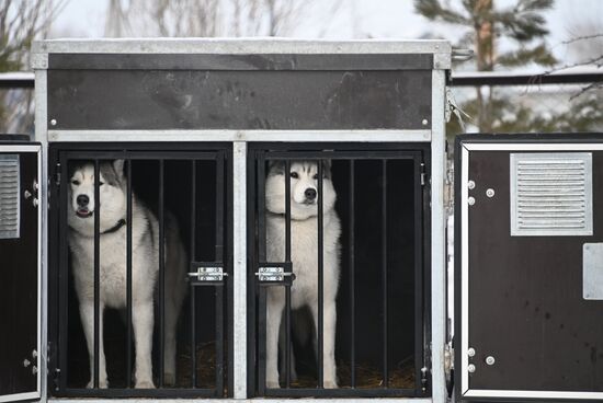 Russia Sled Dog Racing Tournament