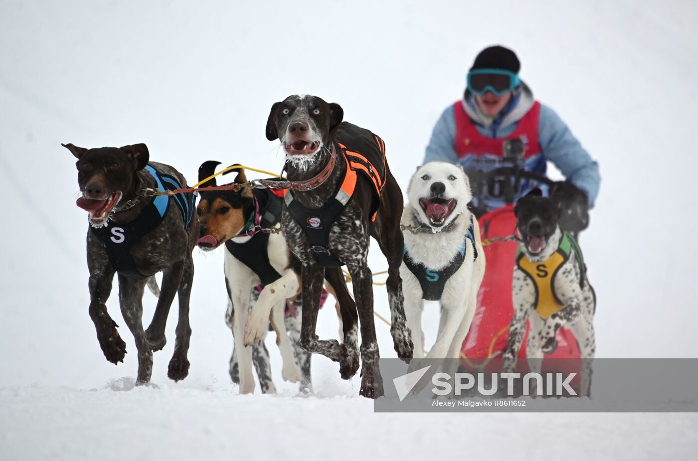 Russia Sled Dog Racing Tournament