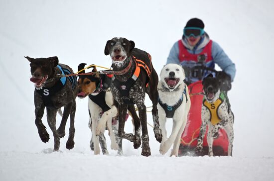 Russia Sled Dog Racing Tournament