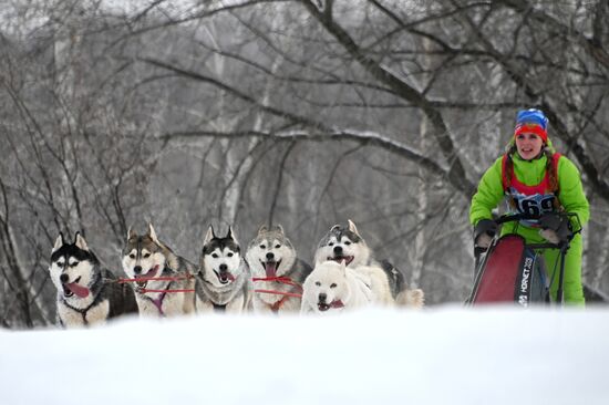 Russia Sled Dog Racing Tournament