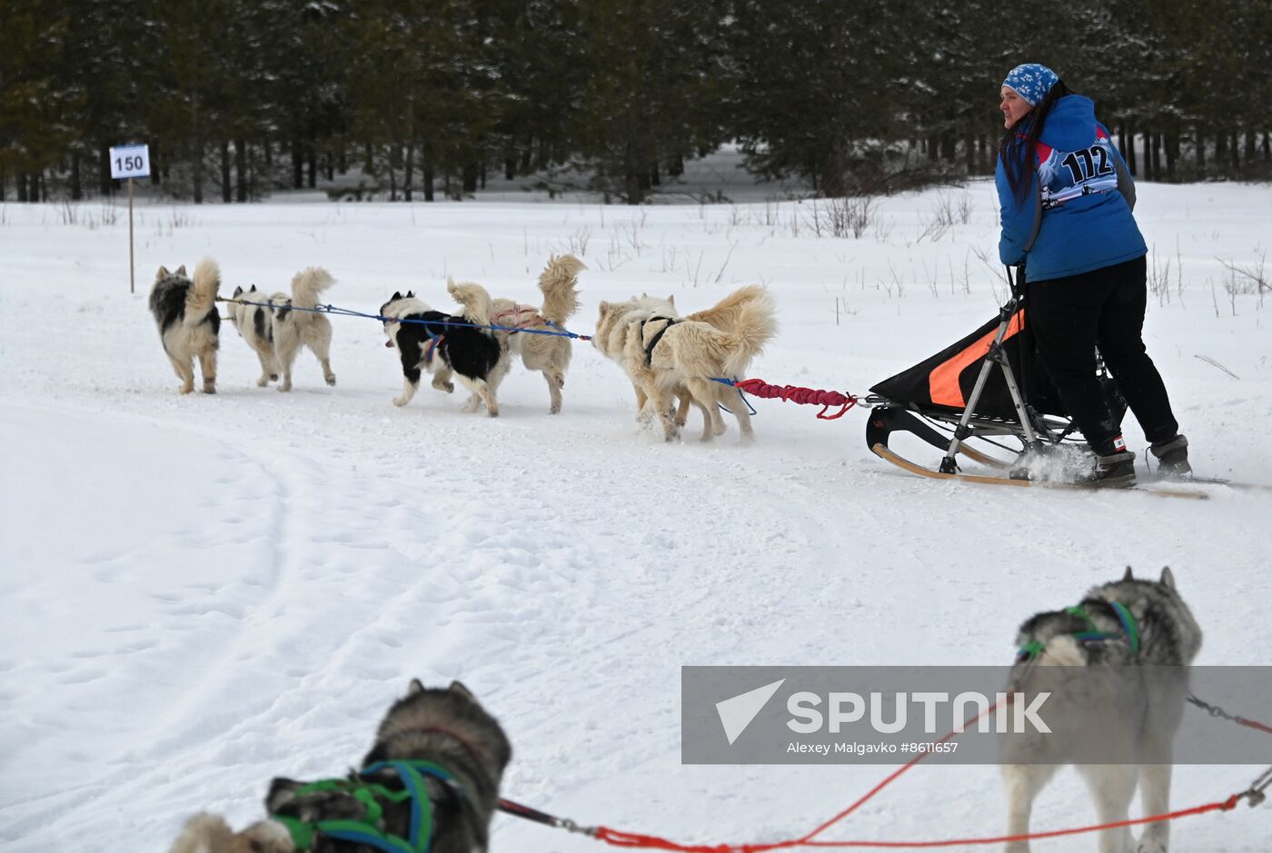 Russia Sled Dog Racing Tournament