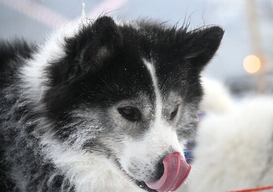 Russia Sled Dog Racing Tournament