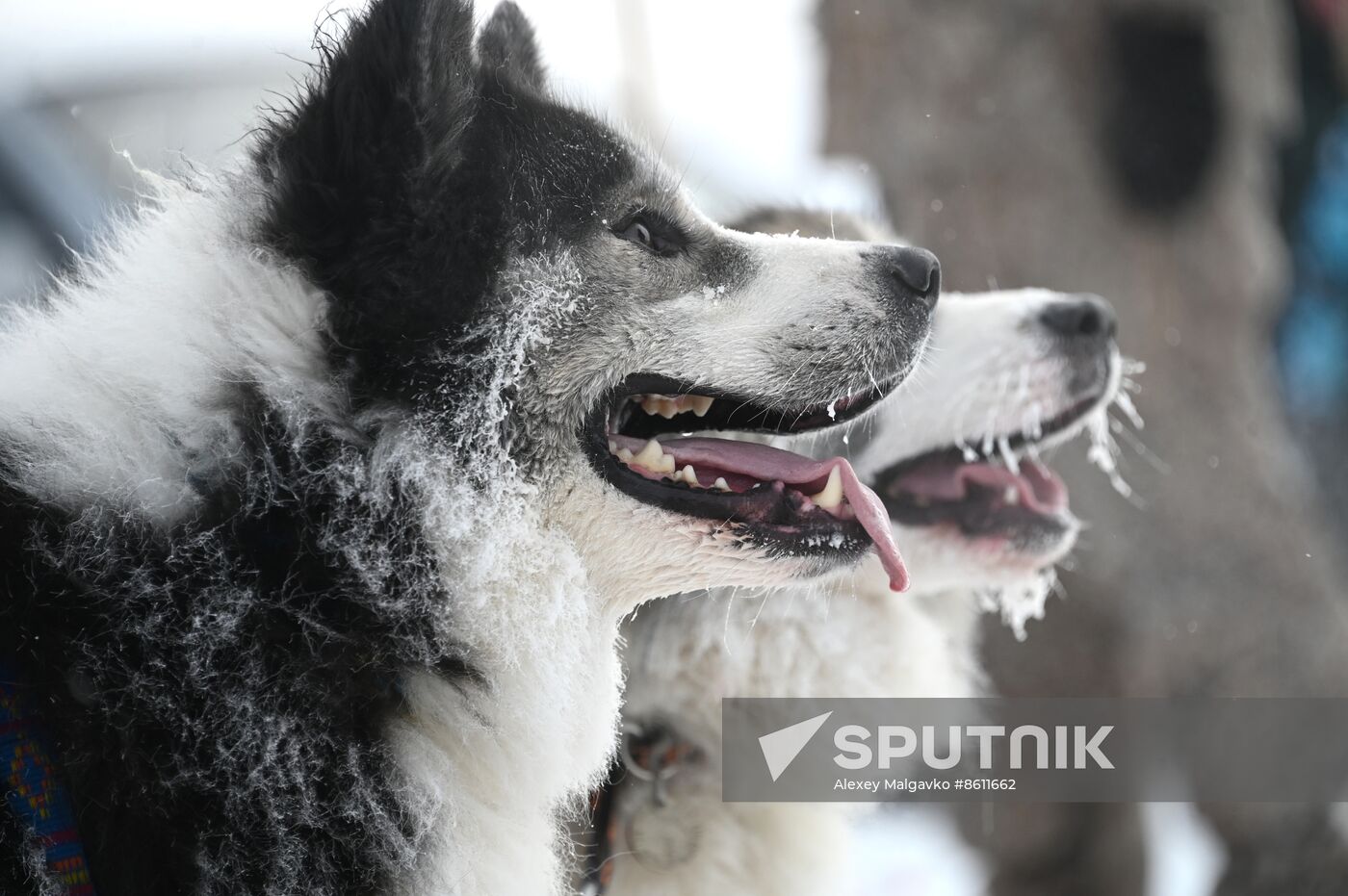 Russia Sled Dog Racing Tournament