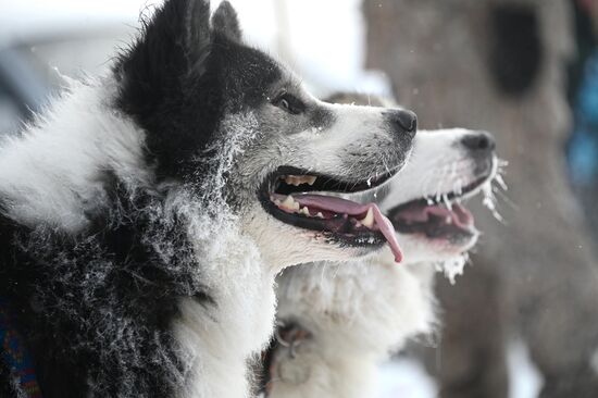 Russia Sled Dog Racing Tournament