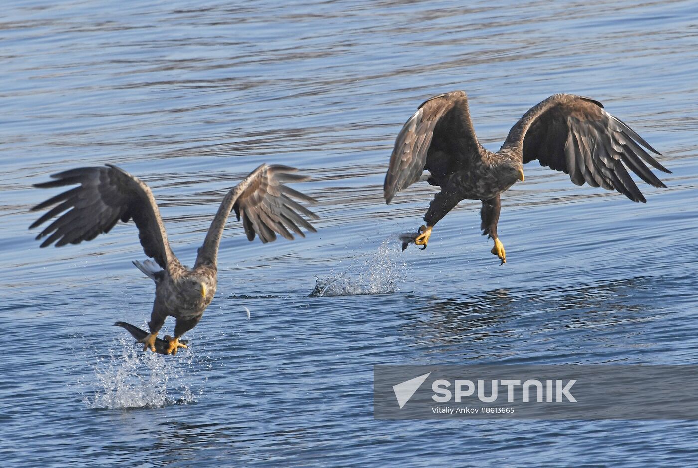 Russia Wildlife