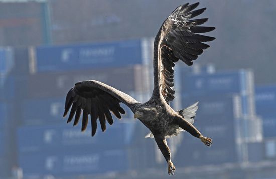 Russia Wildlife