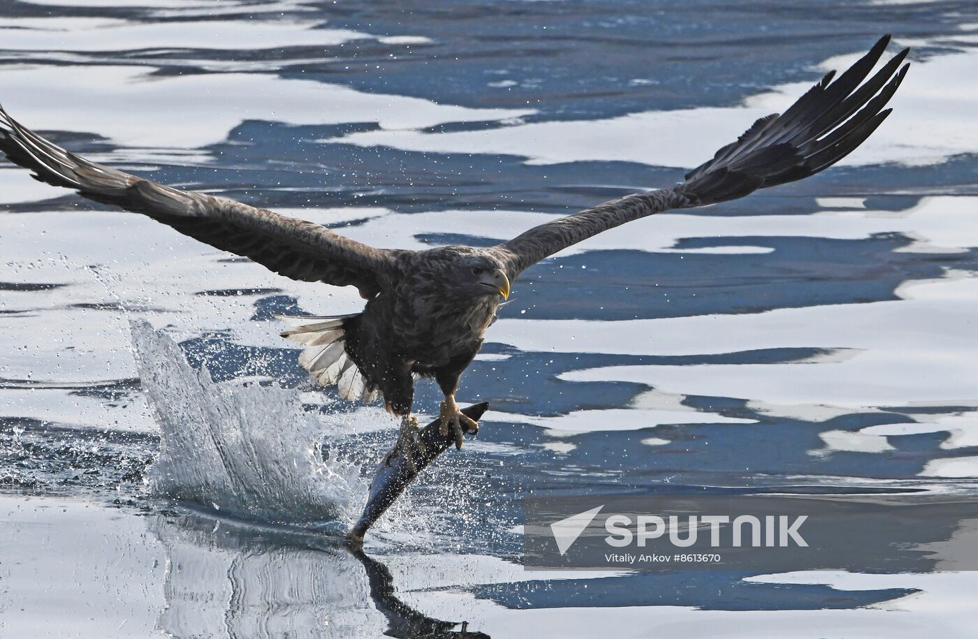 Russia Wildlife