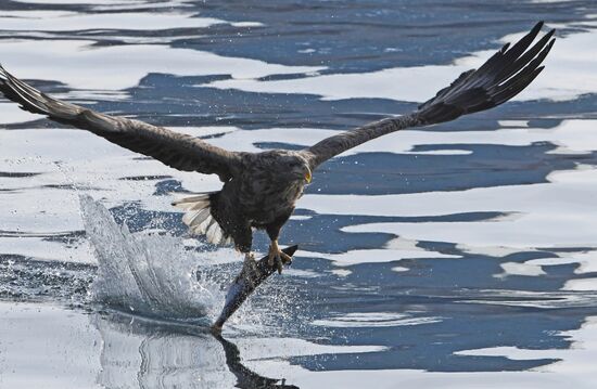 Russia Wildlife