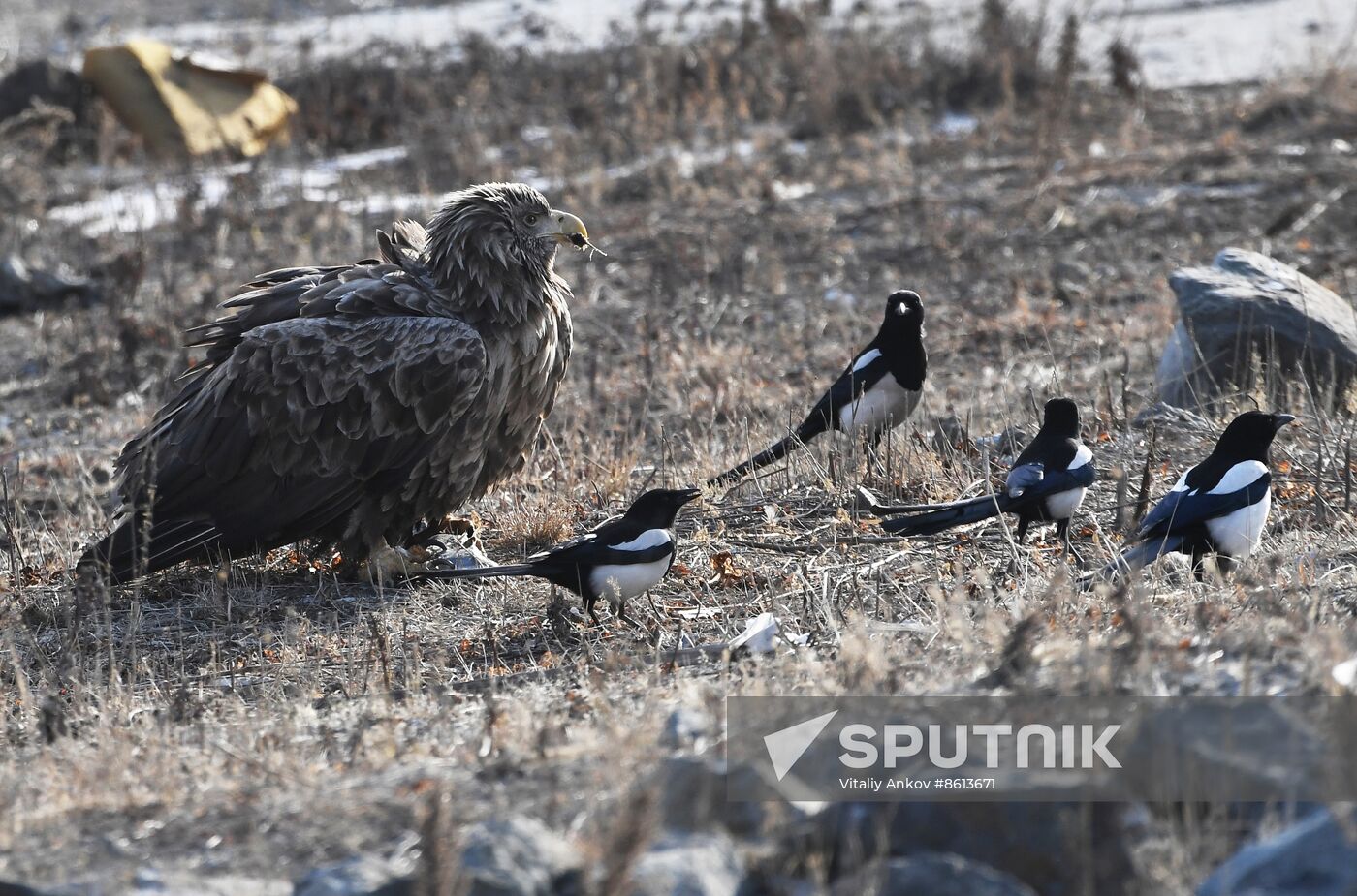 Russia Wildlife