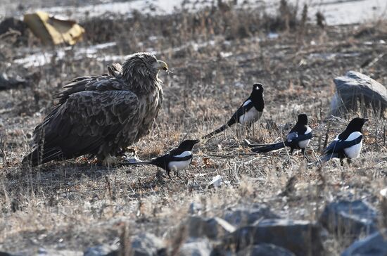 Russia Wildlife