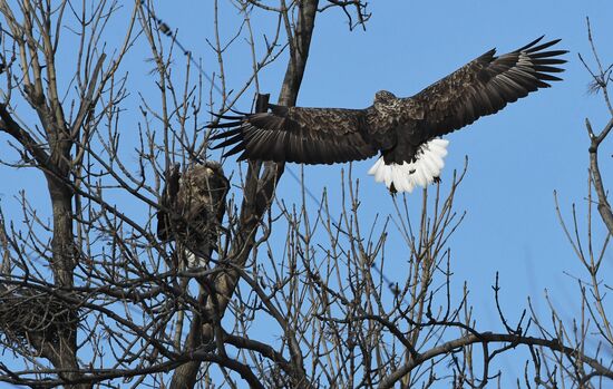 Russia Wildlife