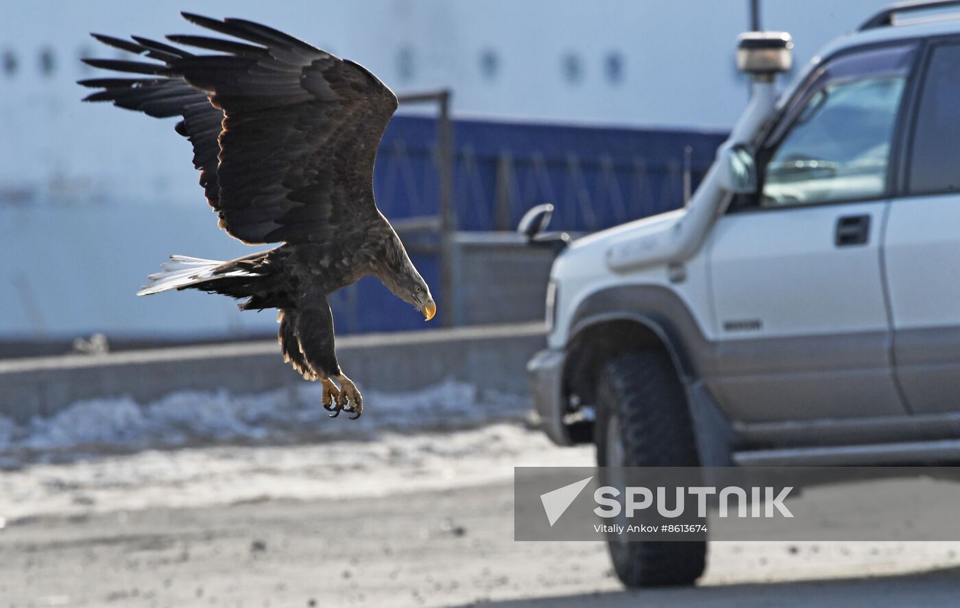 Russia Wildlife