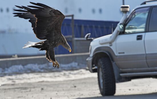 Russia Wildlife