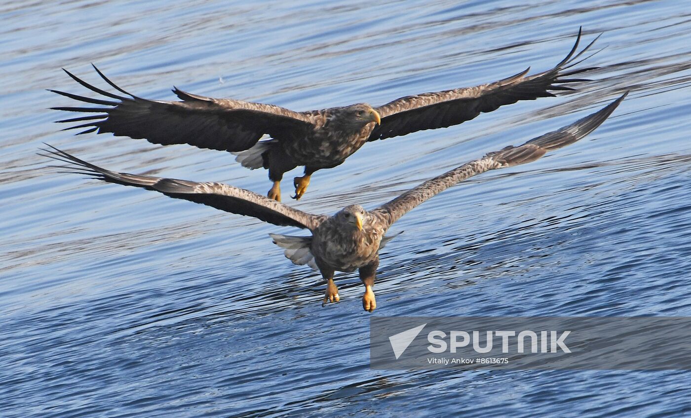 Russia Wildlife