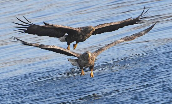 Russia Wildlife