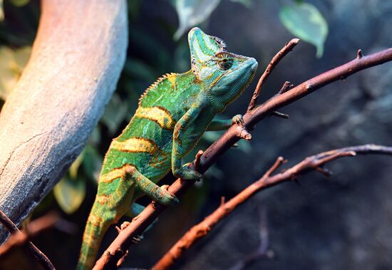 Russia Zoo Reptiles