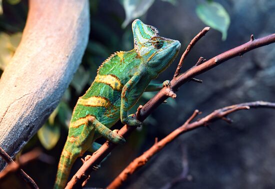 Russia Zoo Reptiles