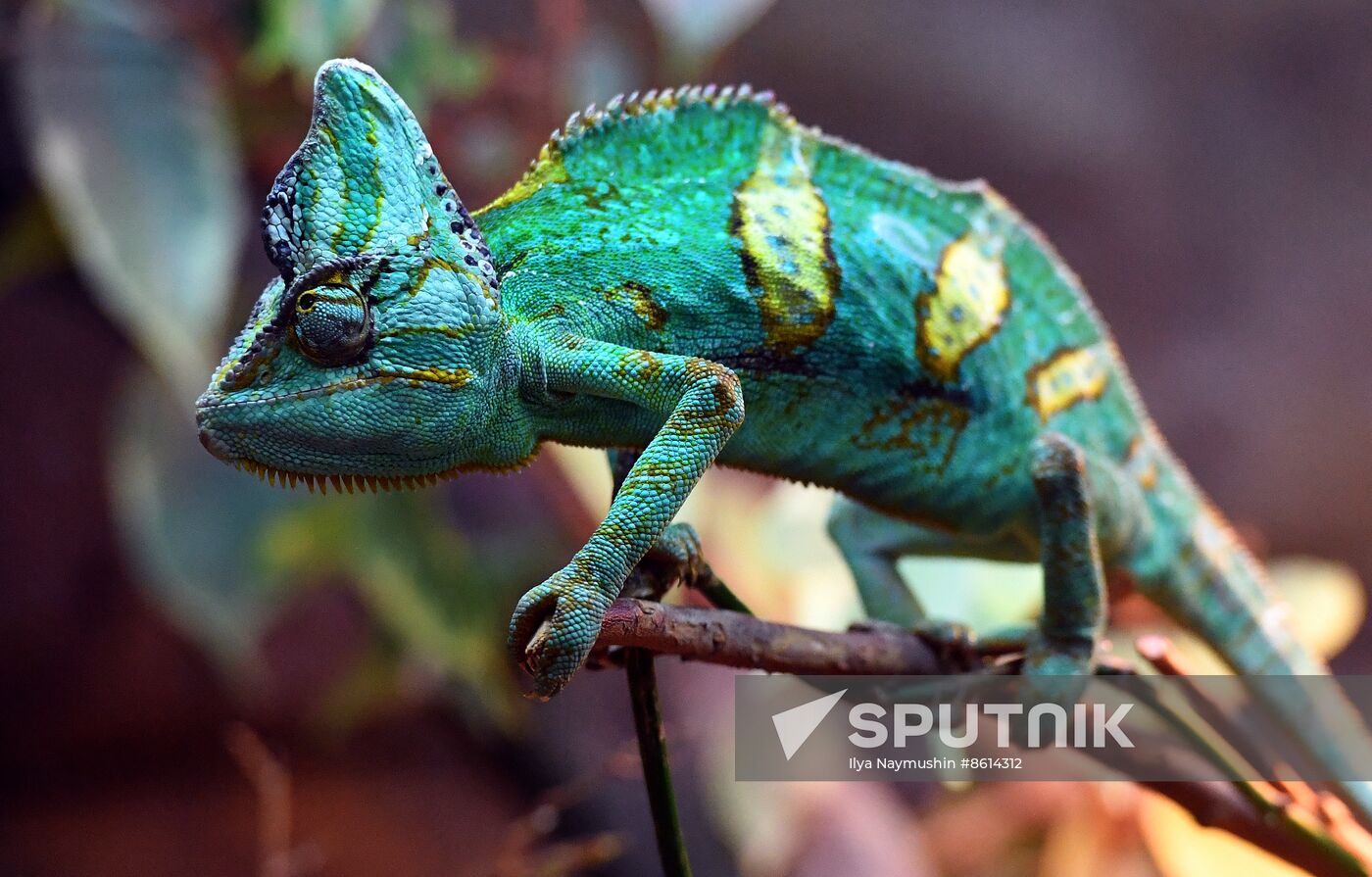 Russia Zoo Reptiles