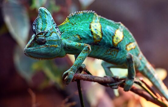 Russia Zoo Reptiles